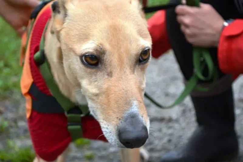 10478542 737244516359406 2299034074325937227 n