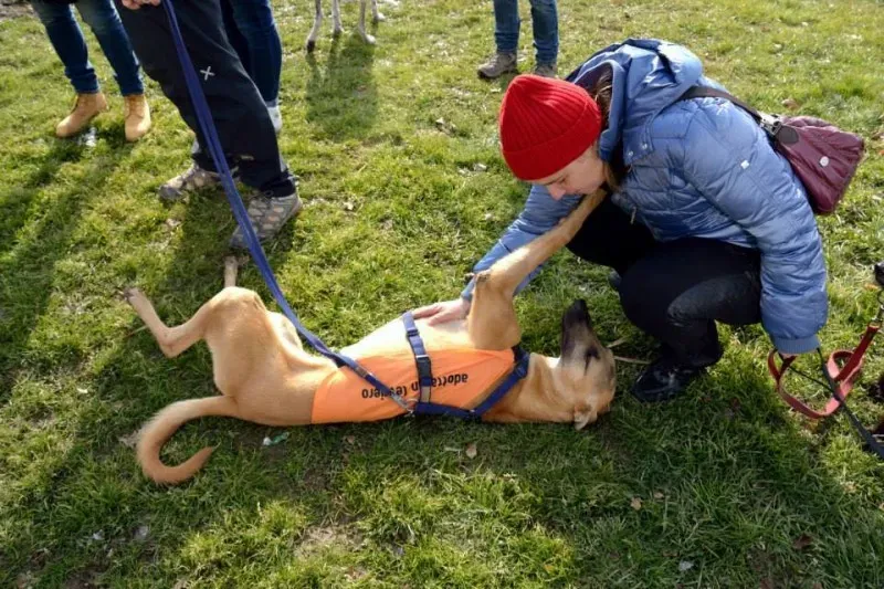 10485310 772114582872399 3743641427286264590 n