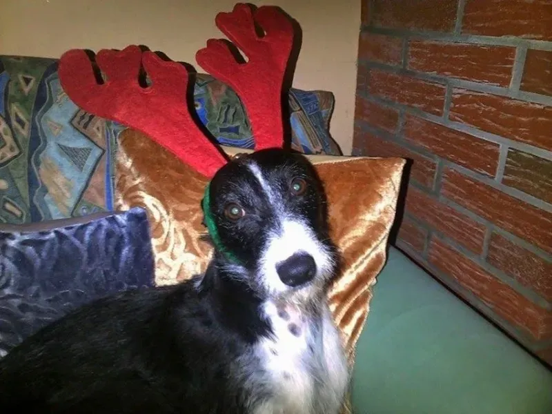 10514705 934219046661951 5208794541292136659 n