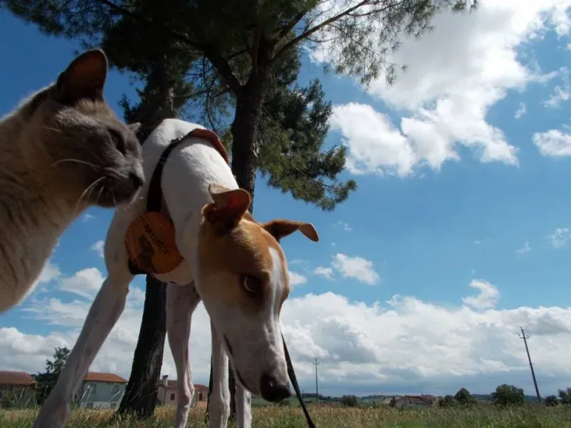 10532789 757592020991322 2635752504755213124 n