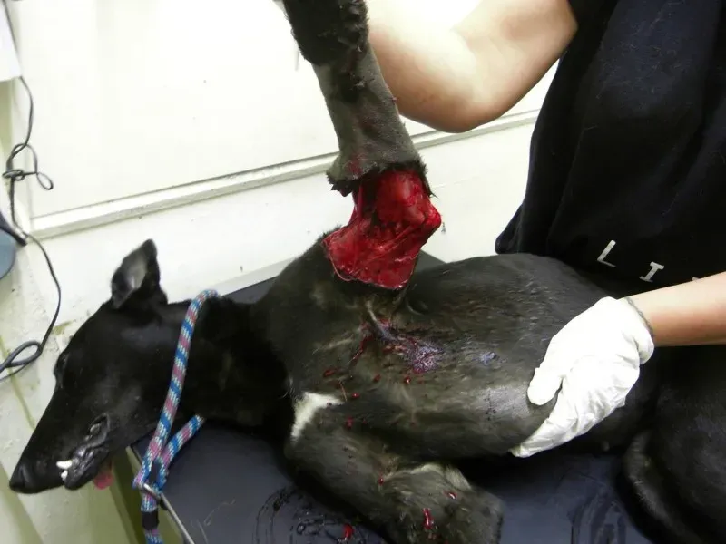 10557628 696954963707779 5914652932237756498 o