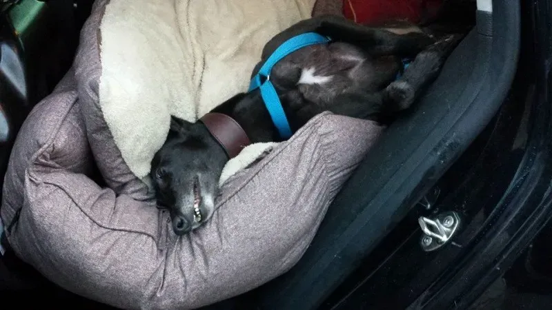 10592617 672542286176901 659160045088362384 n