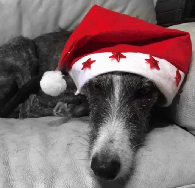 10603432 10207849649255373 6714236226415912003 n