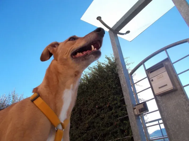 10608675 10204379133351196 8942806243663529136 o