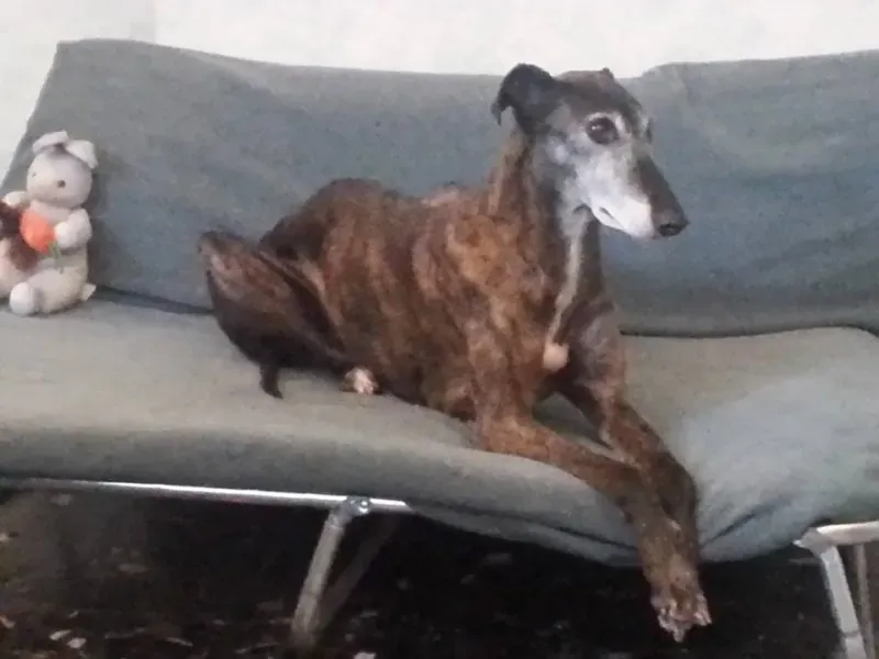 10610717 1546874268902744 4676285471151649502 n