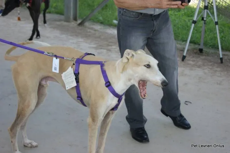 10624934 697612063655985 1255421369323380806 n