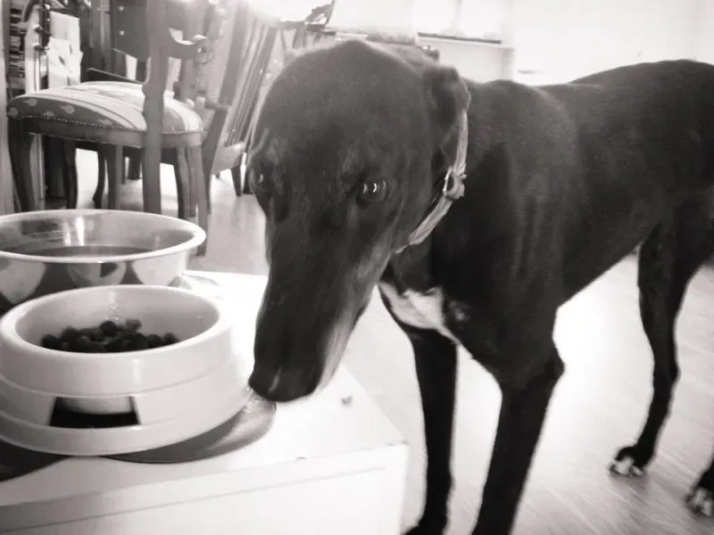 10628350 862724300412292 8868023244430445198 n