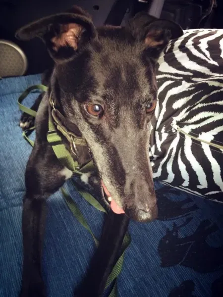 10646919 862723950412327 4776073603847273767 n