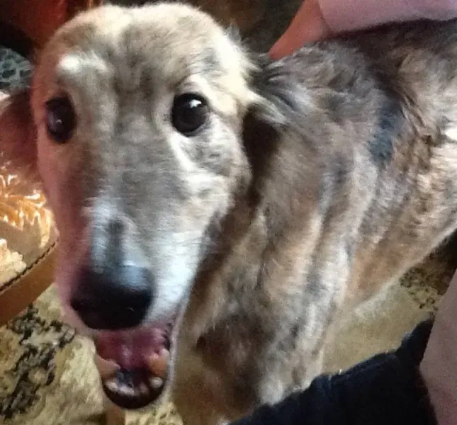 10648243 1517982605125244 2583514971786508343 o