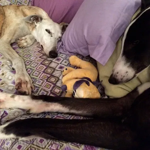 10649057 583403401786073 7327124596076019588 o