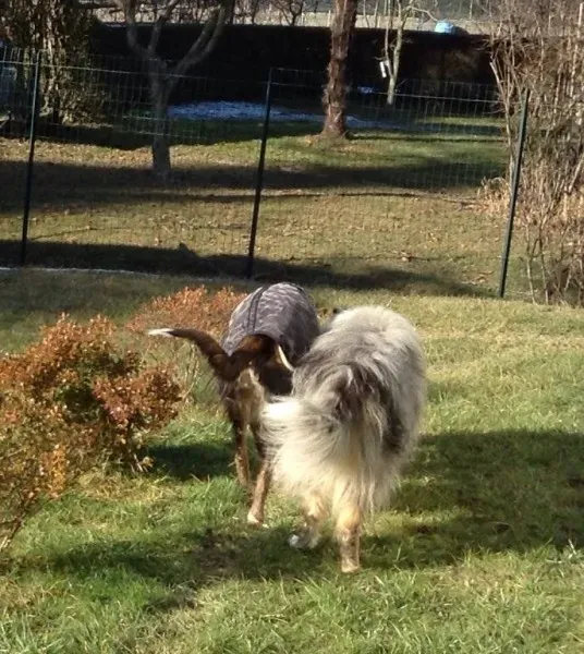 10649729 1517982415125263 6207996668428002600 n