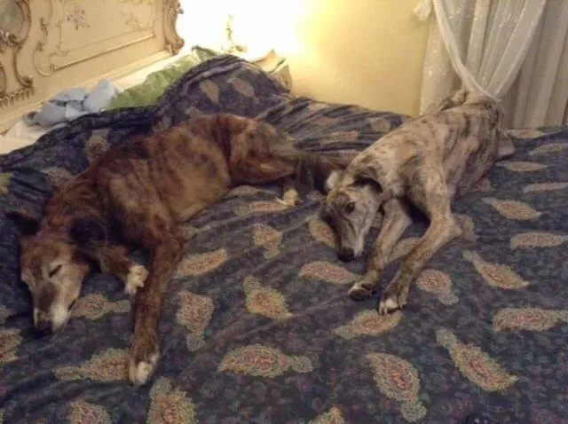 10653373 1517983195125185 2103000981568532613 n