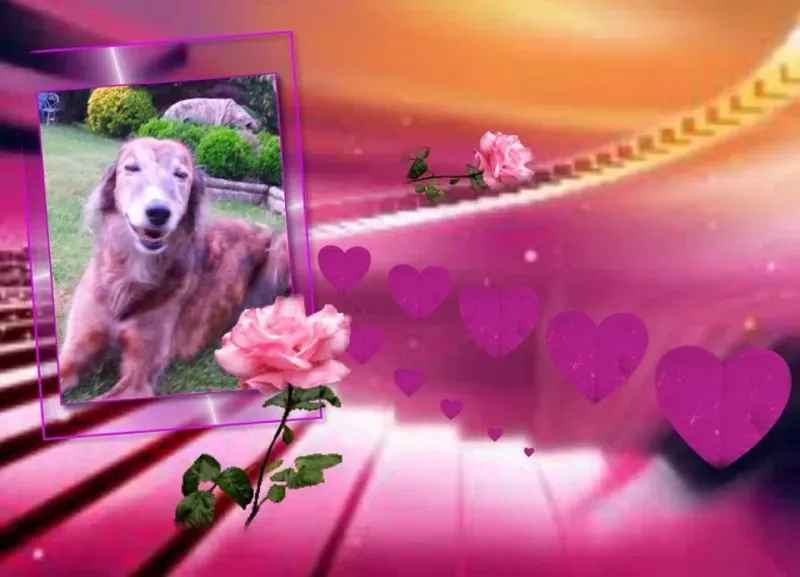 10653465 1517864518470386 4559465917296814783 n