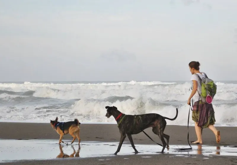 10661957 753911071341796 423008116025253871 o