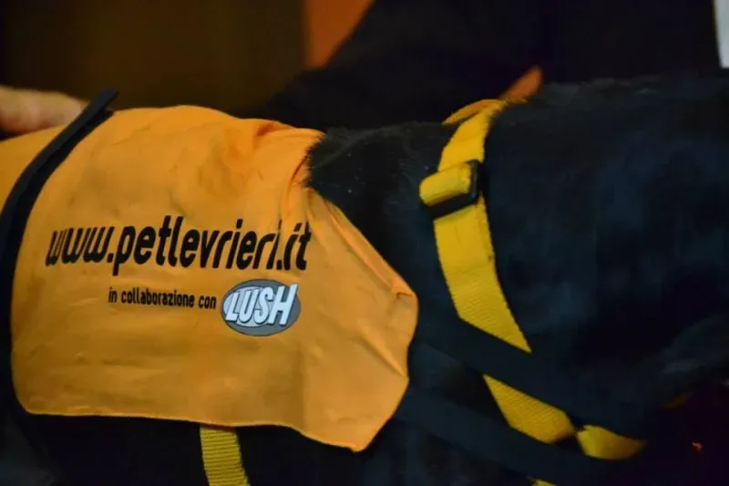 10670057 730140287069829 3752399856464420808 n