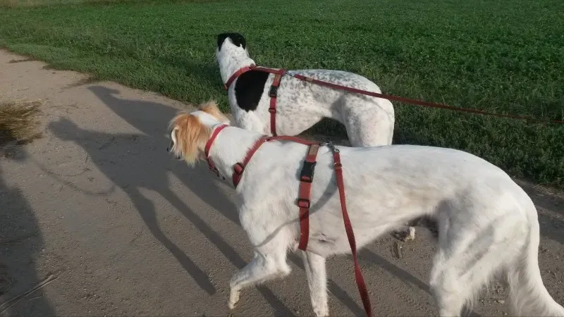 10673223 803430683010648 447583141 o