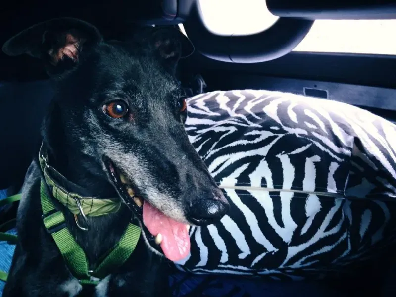 10678628 862724830412239 7532474146205282437 n