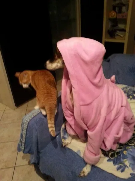 10685545 783759605041230 149713378976480954 n