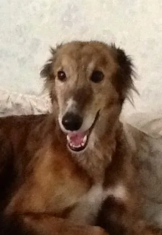 10690207 1517981211792050 4413959270832998211 n