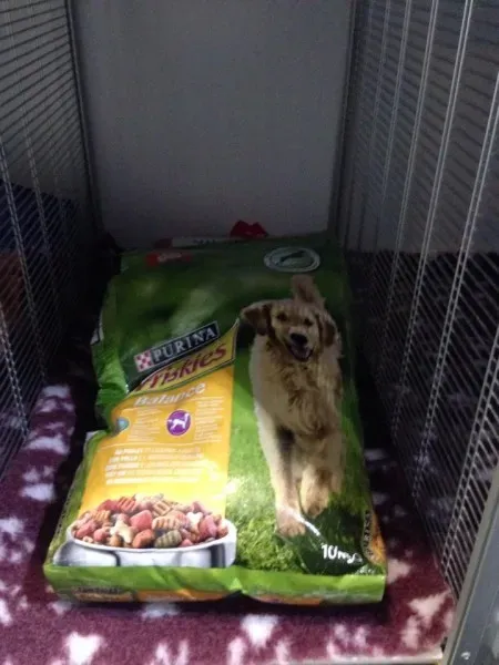 10699275 855938364424219 1078715770 n