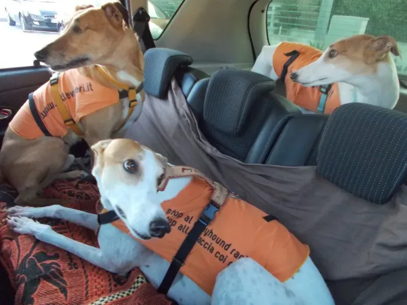 10700091 10204381863219441 6515261696933889151 o