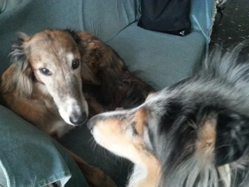 10700113 1517982925125212 6688168845839946350 o