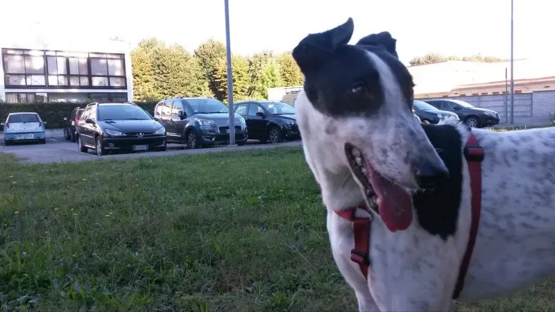 10707490 802501413103575 1601859078 o