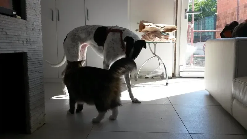 10707565 803001863053530 1552745059 o