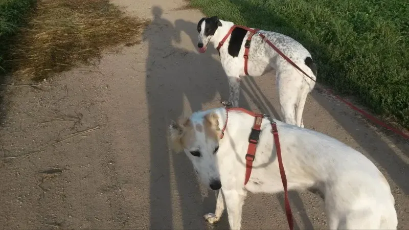 10711939 803431399677243 1321314366 o