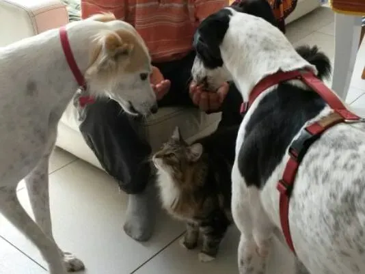 10716150 803516879668695 1681098697 n