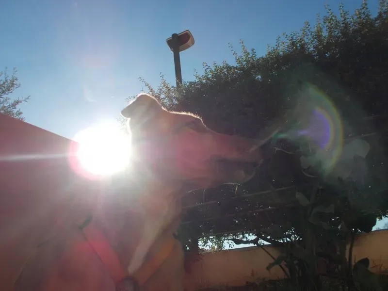 10733421 10204379131471149 4444957316092633596 o