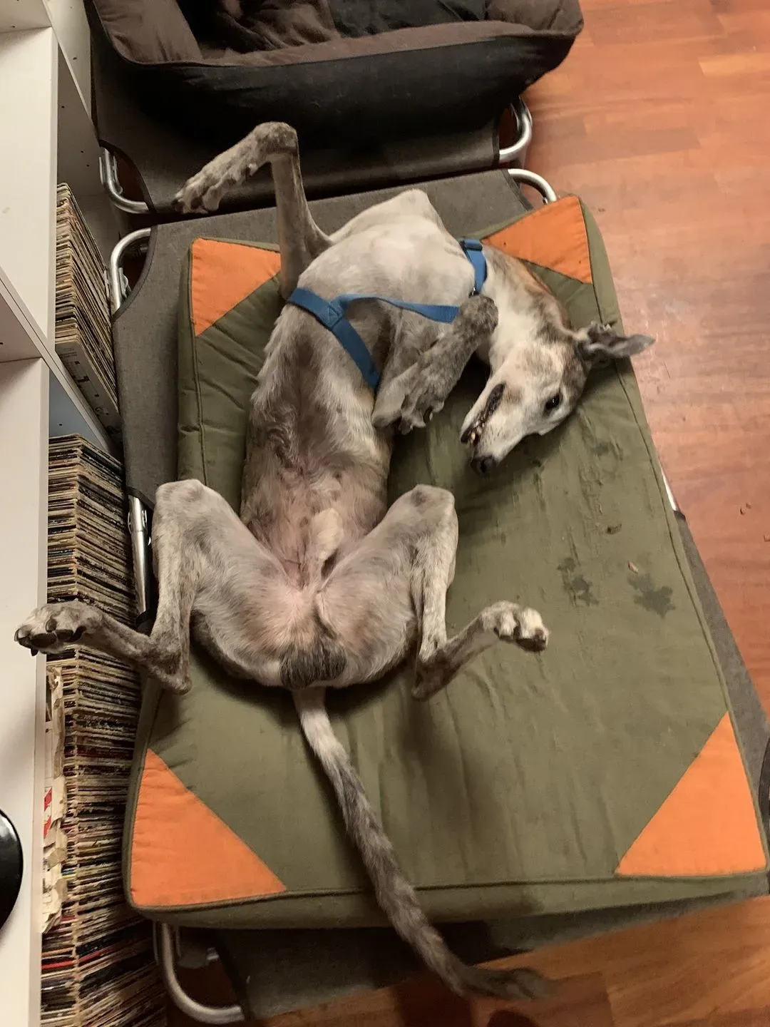 107569027 10213920629169525 5040433197130500712 n