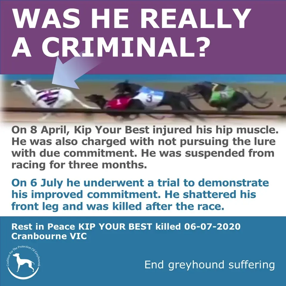 107622402 2342825209357797 7267384411608702063 o