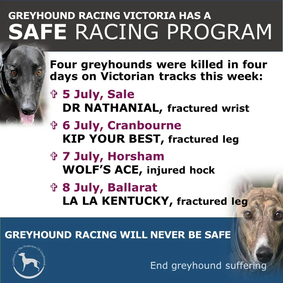 107684351 2344130285893956 8205063843034377184 o