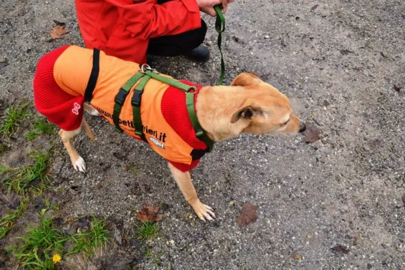 10802070 737244666359391 5670971797448998476 n