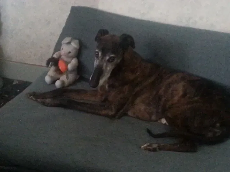 10805672 1546874242236080 1099825363738084569 n