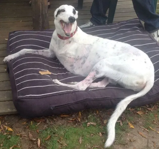 10830793 1584883728411836 3981000732481105770 o