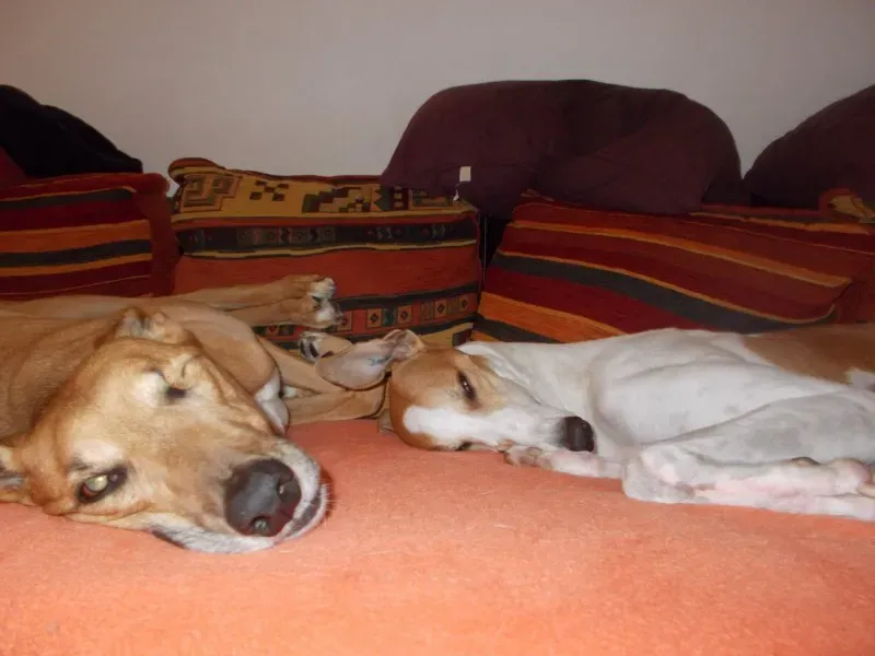 10866056 10202193179391181 7305969854975882727 o