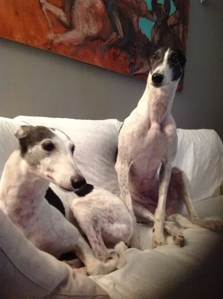 10882321 10204776083154760 4219787497148615484 n