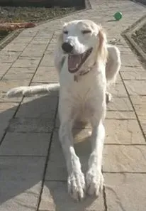 10884382 852036894816693 1093884128 n