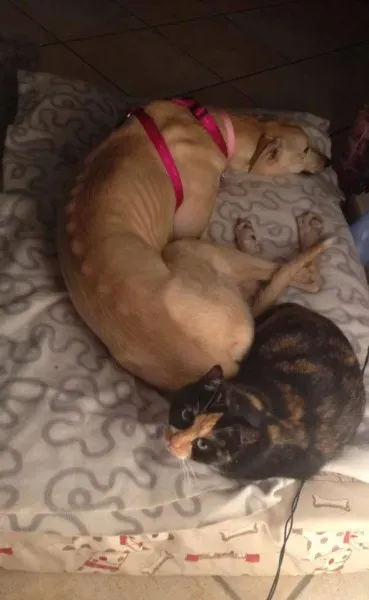 10897808 775564375860753 234558284560576631 n