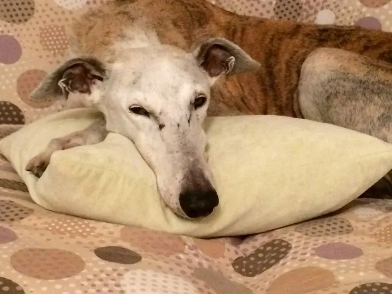 10900190 631089230350823 8750442044381402780 o