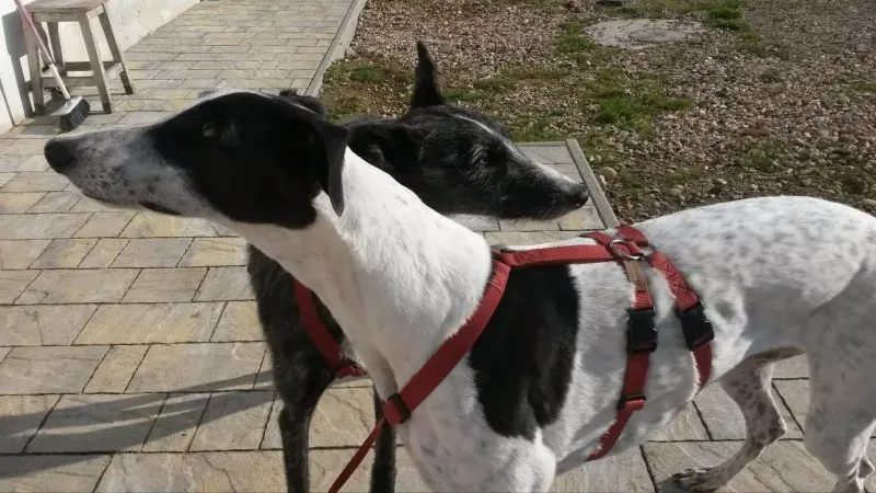 10901309 877358645617851 507369868 o