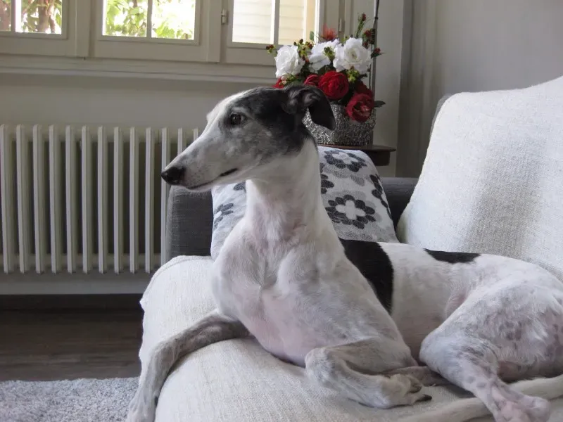 10904426 10205119386617132 3317702696016322066 o