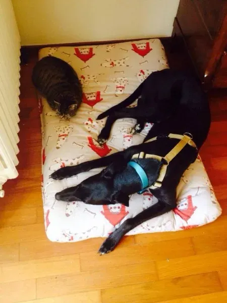 10906158 757591930991331 737699657358942040 n