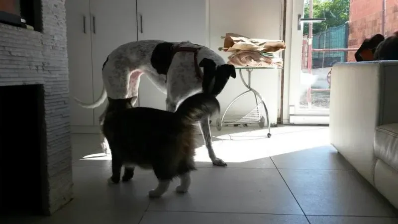 10906204 757590494324808 3592968303217177874 n