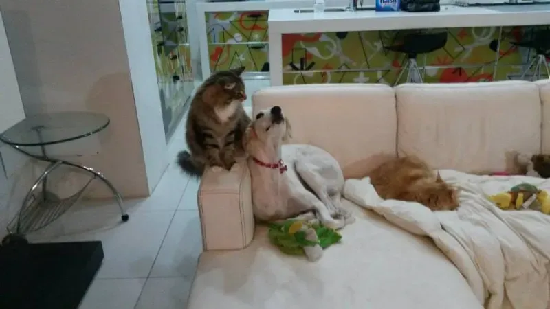 10906313 757591787658012 3547177163012103375 n