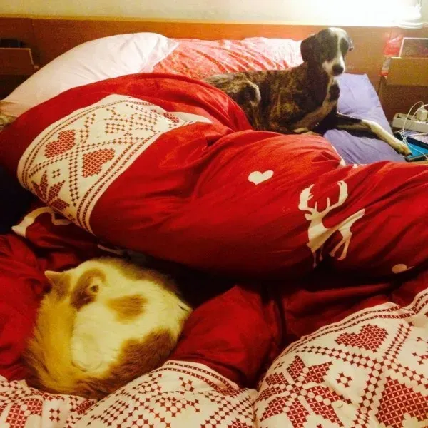 10917117 775562395860951 1885327191117483735 n