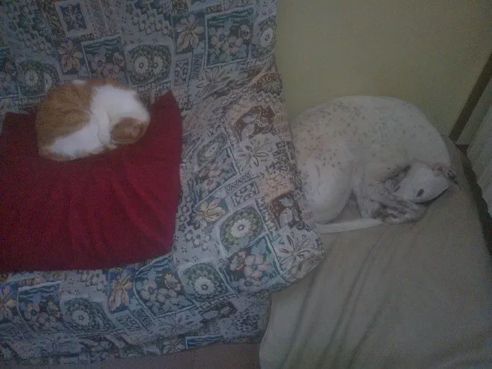 10917368 757591304324727 6573955571249899018 n