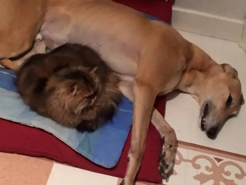 10933696 775564482527409 1360433780430110230 n